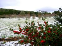 Cold Outbreak - Mt Macedon Snow - 17th July 2004 - Jane ONeill