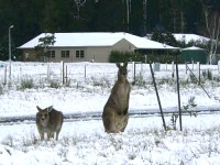 Trentham residents - C Herbert