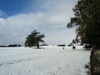 Trentham - C Herbert