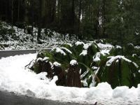 June 29 - Marysville & Lake Mtn Snow Circuit