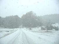 On the way back from the Wood's Point direction......tyre tracks are almost covered!