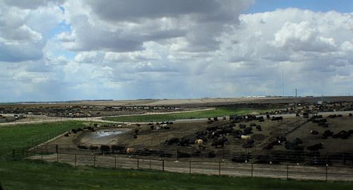 Day 17: Luverne, MN to McPherson KS